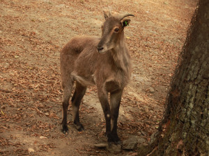 tahr5