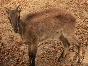 tahr7