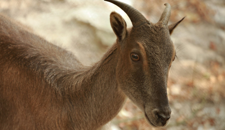 tahr8