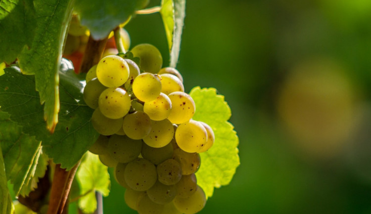 Na jižní Moravě začínají řádit zloději vína. Ve Vrbicích ukradli jeden a půl tuny veltlínu
