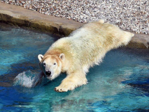 FOTO: Lední medvědice Noria už má nový domov. Zvykla si rychle