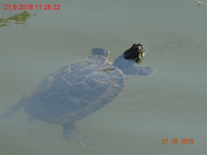 V řece Svitavě v Brně můžete zahlédnout volně žijící želvu nádhernou
