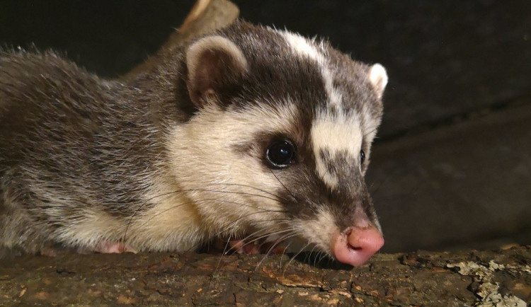 Jezevec hnědý