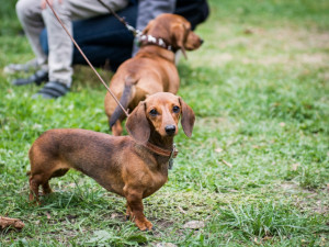 Autor: Tomáš Hrivňák