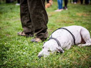 Autor: Tomáš Hrivňák