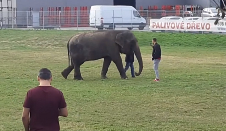Slon v Brně