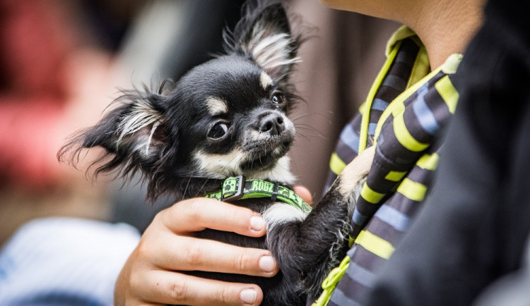 Autor: Tomáš Hrivňák