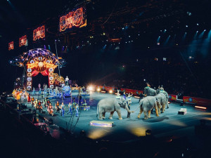 Proti chovu zvířat v cirkusech vznikla petice. Podepsalo ji už čtrnáct tisíc lidí