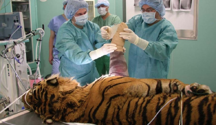 Náročná operace tygra