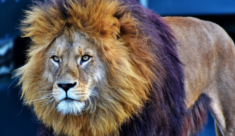 Ministerstvo chce úplně zakázat vystupování zvířat v cirkusech. Přijedu se lvy na Václavák, vzkazuje Berousek
