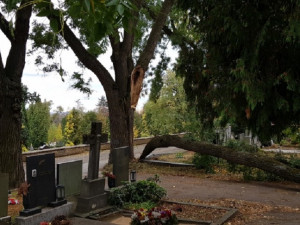 Památkáři zakázali pokácet strom, jehož větev dnes vážně zranila seniorku. V ohrožení jsou i Dušičky