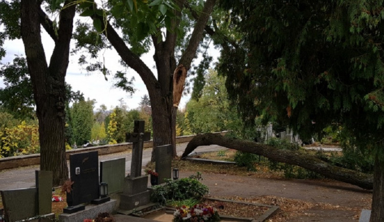strom, který spadl a zranil seniorku
