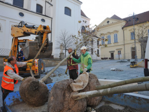 Stromy na Dominikánském náměstí