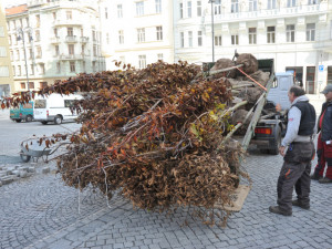 Stromy na Dominikánském náměstí