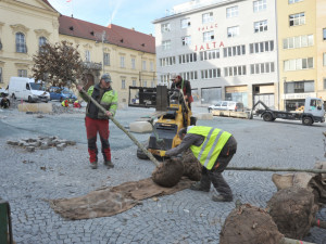 Stromy na Dominikánském náměstí