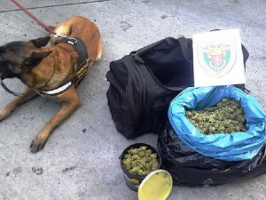 Český pašerák vezl na Slovensko dvě kila marihuany. Policejního psa chtěl rozptýlit hárající fenou