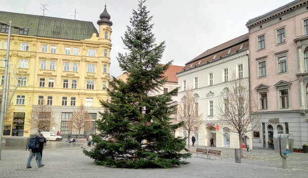 Vánočním stromem pro Brno bude místo původně vybrané jedle smrk. Jedli skolilo sucho