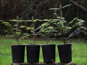Živý vánoční stromeček, co po svátcích neuschne? V Brně nabízí jedličky v květináčích
