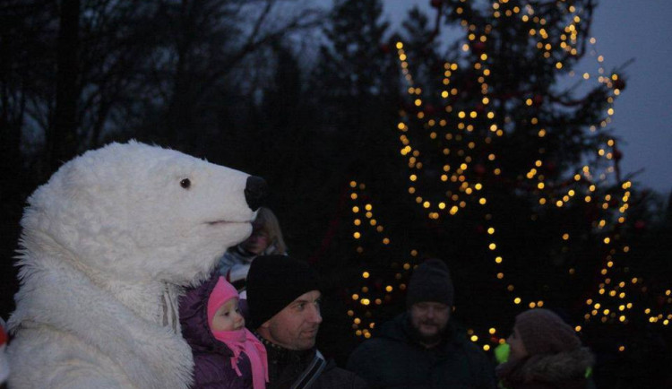 V brněnské zoo rozsvítí o víkendu vánoční strom. V týdnu pak přijede Mikuláš