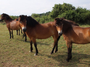 FOTO: Divocí koně se v Podyjí prohání už půl roku. Na nový domov si zvykli skvěle