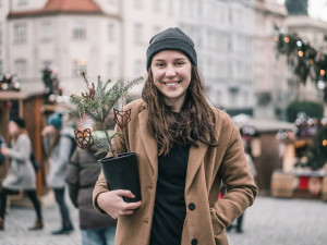 Zájem o jedličky v květináči místo vánočních stromků je v Brně enormní