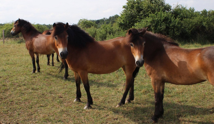Divocí koně v Podyjí