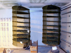 Zdroj: Celní správa