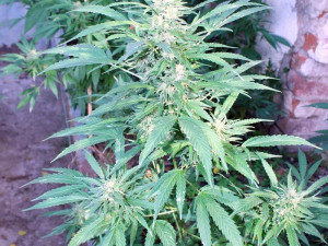 Zdroj: Celní správa