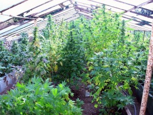 Zdroj: Celní správa