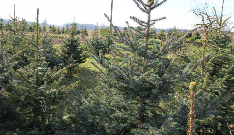 Lesníci ze Křtin vyprodali všechny vánoční stromky. V budoucnu jich může být nedostatek