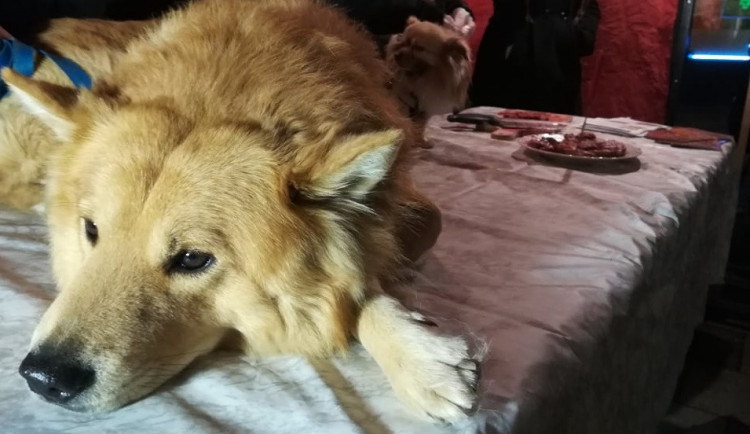 FOTO: Štědrovečerní pes, vykuchaný či v celku. Prodej psího masa vzbudil v Brně rozruch