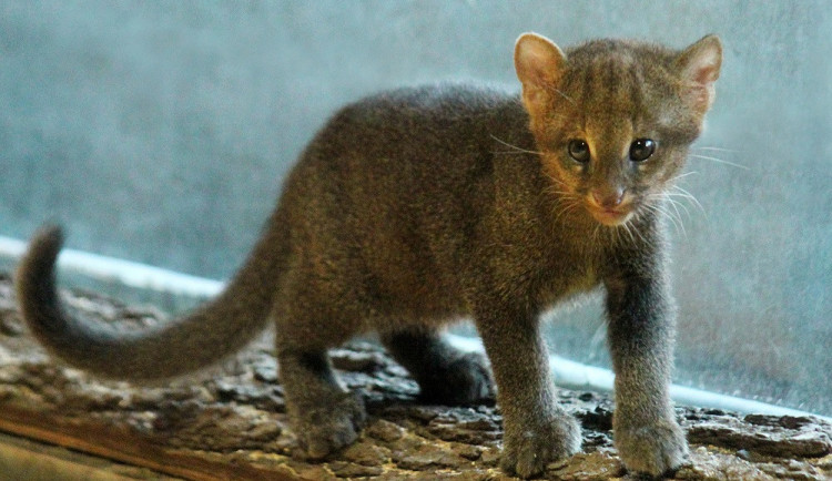 V brněnské zoo se narodilo vzácné kotě jaguarundi. Chovatelé ani nevěděli, že je samice březí