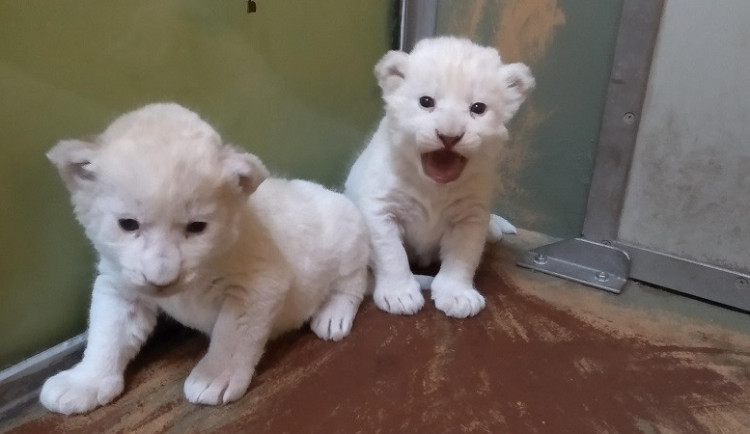 FOTO: V hodonínské zoo se narodil páreček malých afrických lvíčat