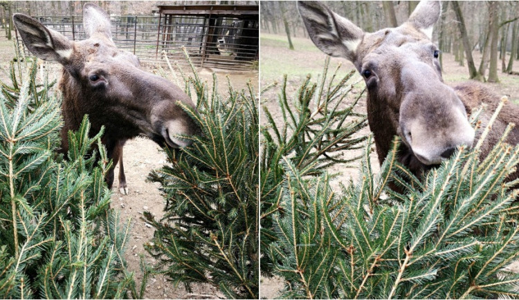 Zvířata v brněnské zoo si opět pochutnávají na neprodaných vánočních stromcích