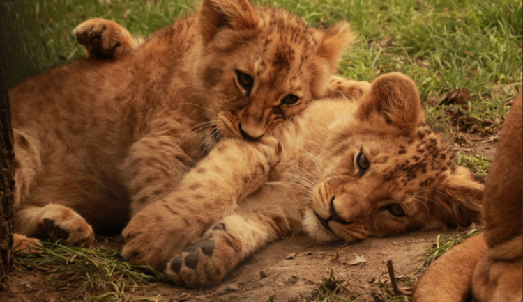 Lvíčata v brněnské zoo