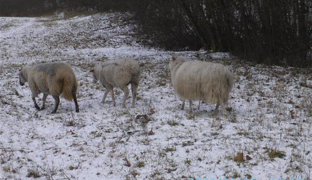 FOTO: Strážníci naháněli u frekventované silnice v Brně stádo ovcí