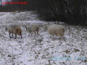 FOTO: Strážníci naháněli u frekventované silnice v Brně stádo ovcí