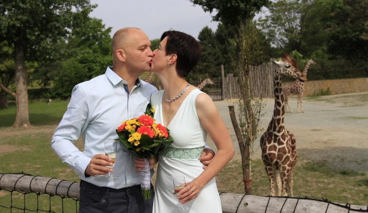 Svatba mezi zvířaty? Město začne nabízet svatební obřady v brněnské zoo