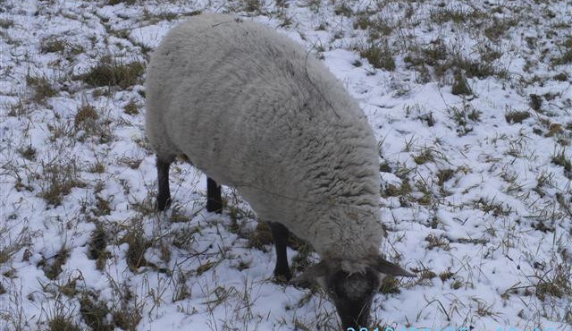 Brněnské ovce vzdorovaly lidské přesile obdivuhodně dlouho. Vymstila se jim nenažranost
