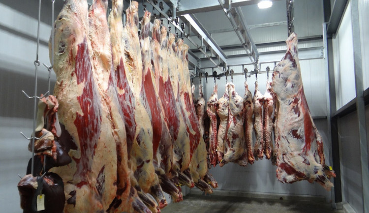 Polské maso z nemocných krav se dostalo i do České republiky