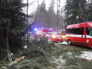 Na lesní dělníky na Vyškovsku spadl strom. Jeden z nich na místě zemřel