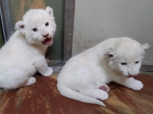 FOTO: V hodonínské zoo už mohou návštěvníci vidět vzácná bílá lvíčata