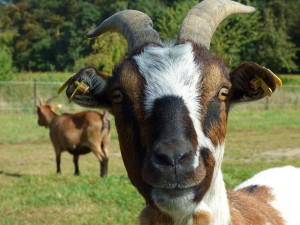 Po Brně pobíhala zatoulaná koza a ohrožovala řidiče