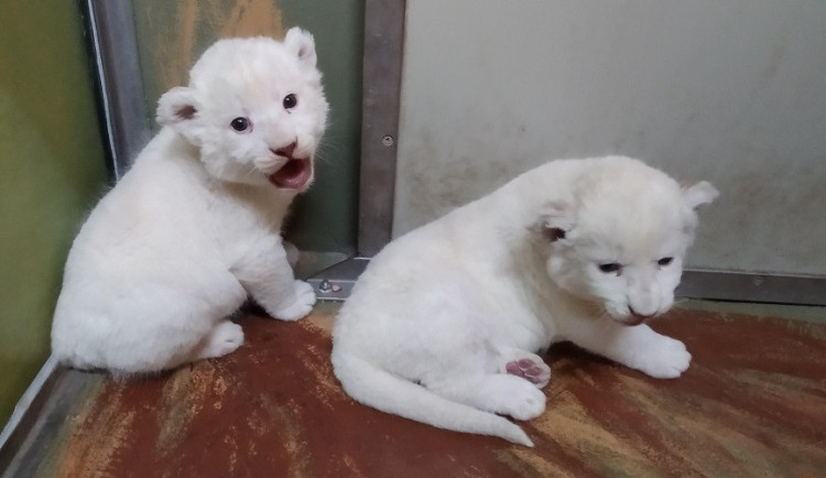 Lvíčata v Zoo Hodonín