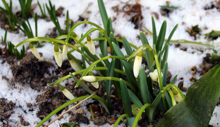 POČASÍ NA SOBOTU: V půlce února se na jižní Moravu vrací jaro. Čekejme sluníčko a zvýšené teploty