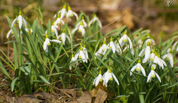 POČASÍ NA STŘEDU: Zřídka jasno až zataženo, ale jarní teploty trvají