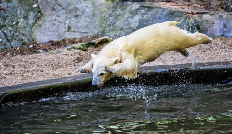 Brněnská zoo vylepší expozici ledních medvědů. Zvětší bazény a rozšíří výběh