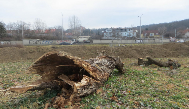 Toto není pouze pokácený kmen stromu, jde o obrkouviště