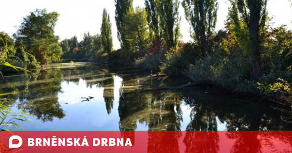 Brno Nech Od erpat Bahno Z Hol seck ch Jezer Revitalizace P rodn Brno Nech Od erpat Bahno Z Hol seck ch Jezer Revitalizace P rodn