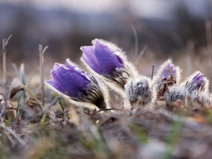 Koniklec na Kamenném vrchu